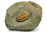Middle Cambrian Hamatolenus Trilobite - Tinjdad, Morocco #372410-1